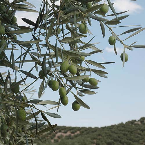 Olive trees for production of organic olive oil