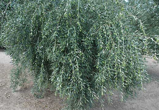 Olive tree for making extra virgin organic olive oil
