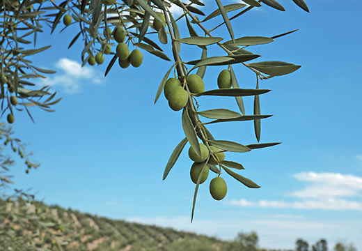 Control del olivar ecológico