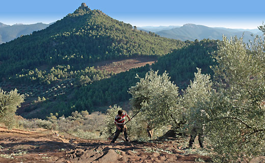 Vareando olivos para la recolección de aceitunas